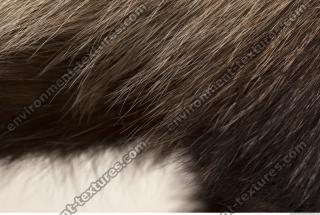 photo texture of fur 0011